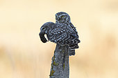 Little Owl (Athene noctua) with prey on post ,Vendée, France