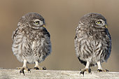Little Owl (Athene noctua) lookin on post,Vendée, France