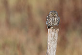 Little Owl (Athene noctua) at rest on post,Vendée, France
