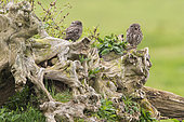Little Owl (Athene noctua) on a stump,Vendée, France