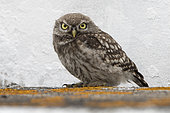 Little Owl (Athene noctua) portrait, Vendée, France