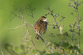 Zitting Cisticola (Cisticola juncidis) on a branch, Vendée, France