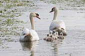 Mute Swan (Cygnus olor) pair and their cygnets on the water, Vendée, France