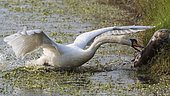 Mute Swan (Cygnus olor) chasing a Coypu (Myocastor coypus) on babk, Vendée, France
