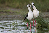 Black-winged Stilt (Himantopus himantopus) pair, Vendée, France