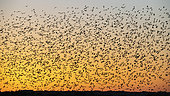 Common Starling (Sturnus vulgaris) group leaving the dormitory at dawn, Vendée, France