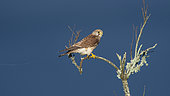 Common Kestrel (Falco tinnunculus) on a branch, Vendée, France