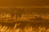 Grey heron (Ardea cinerea) and maraichine cow at dawn, Marais Breton Vendéen, France