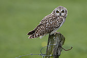 Short-eared Owl (Asio flammeus) on a pole, Vendée, France