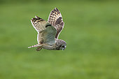 Short-eared Owl (Asio flammeus) in flight, Vendée, France