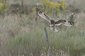 Short-eared Owl (Asio flammeus) landing on a post, Vendée, France