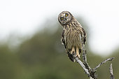 Short-eared Owl (Asio flammeus) looking on a branch, Vendée, France