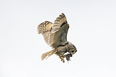 Long-eared Owl (Asio otus) in flight, feeding its young with a land vole, Vendée, France
