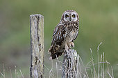 Short-eared Owl (Asio flammeus) on a pole, Vendée, France