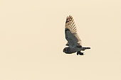 Short-eared Owl (Asio flammeus) in flight with prey, Vendée, France