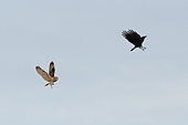Short-eared Owl (Asio flammeus) chasing a crow in flight, Vendée, France