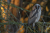Long-eared Owl (Asio otus) young on a branch, Vendée, France