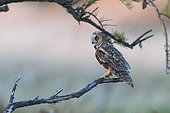 Long-eared Owl (Asio otus) on a branch, Vendée, France