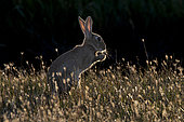 European rabbit (Oryctolagus cuniculus) at dusk, Vendée, France