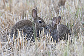 European rabbit (Oryctolagus cuniculus) in straw, Vendée, France