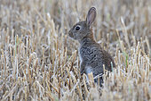 European rabbit (Oryctolagus cuniculus) in straw, Vendée, France