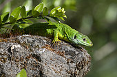 European Green Lizard (Lacerta viridis) warming up in the sun, Vendée, France