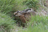 Brown hare (Lepus europaeus) in grass, Vendée, France