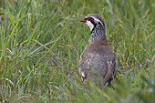 Red-legged Partridge (Alectoris rufa) in the grass, Vendée, France