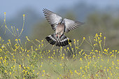 Common Wood Pigeon (Columba palumbus) in flight, Vendée, France