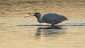 Eurasian Spoonbill (Platalea leucorodia) fishing at sunrise, Vendée, France