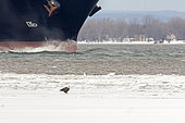 Bald Eagle (Haliaeetus leucocephalus) standing on the ice of the St. Lawrence River with cargo passing behind it on the river. Central Quebec region. Canada