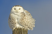 Snowy Owl (Bubo scandiacus) female on a power pole and observing. Central Quebec region. Quebec. Canada