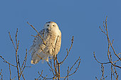 Snowy Owl (Bubo scandiacus) female on a tree and observing. Central Quebec region. Quebec. Canada