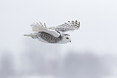 Snowy Owl (Bubo scandiacus) female in flight in mist. Central Quebec region. Quebec. Canada