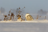 Snowy Owl (Bubo scandiacus) female on the snow and protected by a bush of vegetation. Central Quebec region. Quebec. Canada