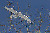 Snowy Owl (Bubo scandiacus) female flying from the top of a large tree. Central Quebec region. Quebec. Canada