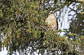 Sharp-shinned Hawk (Accipiter striatus) in a conifer and half hidden. Upper Mauricie region. Quebec. Canada