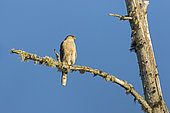 Sharp-shinned Hawk (Accipiter striatus) on the branch of a dead tree and observing. Upper Mauricie region. Quebec. Canada