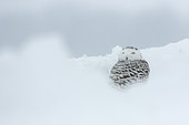 Snowy Owl (Bubo scandiacus) female protecting herself during a snowstorm. Central Quebec region. Quebec. Canada