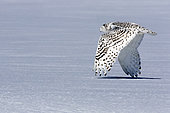 Snowy Owl (Bubo scandiacus) female flying low over the snowy ground. Central Quebec region. Quebec. Canada
