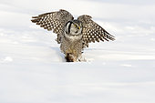 Northen Hawk Owl (Surnia ulula) catching a muskrat in snow. Central Quebec region. Quebec. Canada