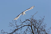 Snowy Owl (Bubo scandiacus) female flying from the top of a large tree. Central Quebec region. Quebec. Canada