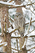 Barred owl (Strix varia) on the branch of a dead tree after a snowfall. Mauricie region. Quebec. Canada