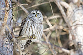 Barred Owl (Strix varia) on the branch of a dead tree and observing. Mauricie region. Quebec. Ca