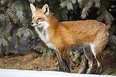 Red fox (Vulpes vulpes) adult standing on the edge of a forest and watching. Montreal Botanical Garden. Quebec. Canada