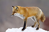 Red fox (Vulpes vulpes) adult standing on a snow mound and watching. Montreal Botanical Garden. Quebec. Canada
