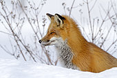 Red fox (Vulpes vulpes) adult sitting on snow and watching. Montreal Botanical Garden. Quebec. Canada