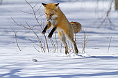 Red fox (Vulpes vulpes) jumping in the air before catching a mouse. Fox on the hunt. Montreal area. Quebec. Canada