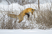 Red fox (Vulpes vulpes) jumping in the air before catching a mouse. Fox on the hunt. Montreal area. Quebec. Canada
