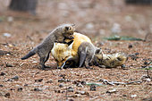 Red fox (Vulpes vulpes) female playing with her cubs. Montreal Botanical Garden. Quebec. Canada